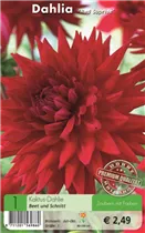 Blumenzwiebeln - Dahlie Red Surprise rot Blumenzwiebeln - Dahlie Red Surprise rot
