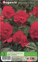 Blumenzwiebeln - Begonien grandiflora dunkelrot
