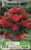 Blumenzwiebeln - Begonien Pendula rot