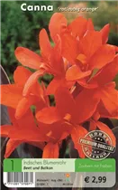 Blumenzwiebeln - Canna rotlaubig orange (Wyoming)