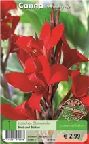 Blumenzwiebeln - Canna rotlaubig rot