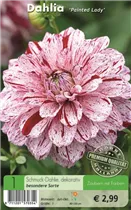 Blumenzwiebeln - Dahlie Painted Lady