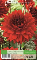 Blumenzwiebeln - Dahlie Garden Wonder