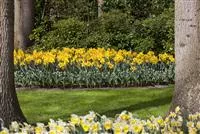 - Das richtige Blumenbeet für den eigenen Garten  - Das richtige Blumenbeet für den eigenen Garten