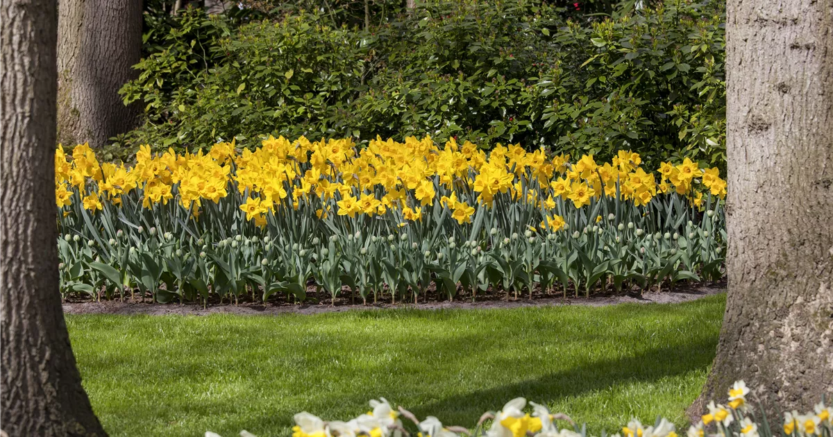  - Das richtige Blumenbeet für den eigenen Garten