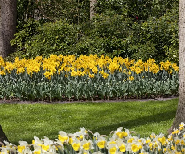 - Das richtige Blumenbeet für den eigenen Garten  - Das richtige Blumenbeet für den eigenen Garten
