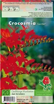 Blumenzwiebeln - Grossblütige Montbretien Montbretia Lucifer - 20 Stück