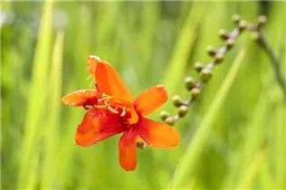 Crocosmia x crocosmiiflora - Bastard-Montbretie