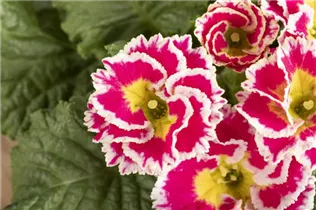  - Primula vulgaris 'Sweetie'