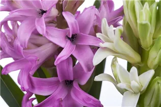 Hyacinthus orientalis - Garten-Hyazinthe Hyacinthus orientalis - Garten-Hyazinthe