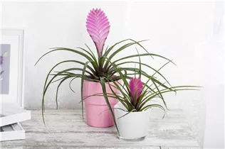 - Tillandsia cyanea 'Anita'  - Tillandsia cyanea 'Anita'