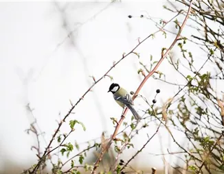 Vögel im Winter versorgen – Futter in der kalten Jahreszeit