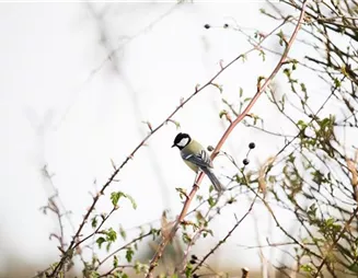 Vögel im Winter versorgen – Futter in der kalten Jahreszeit Vögel im Winter versorgen – Futter in der kalten Jahreszeit