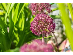 Zierlauch 'Ostara' - Allium Ostara