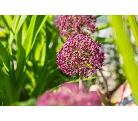 Zierlauch 'Ostara' - Allium Ostara Zierlauch 'Ostara' - Allium Ostara