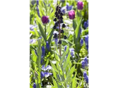 Persische Schachblume - Fritillaria Persica