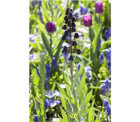 Persische Schachblume - Fritillaria Persica Persische Schachblume - Fritillaria Persica