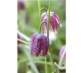 Gewöhnliche Schachblume - Fritillaria Meleagris Mischung
