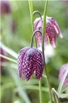 Gewöhnliche Schachblume - Fritillaria Meleagris Mischung Gewöhnliche Schachblume - Fritillaria Meleagris Mischung