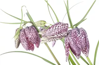 Gewöhnliche Schachblume - Fritillaria Meleagris Mischung Gewöhnliche Schachblume - Fritillaria Meleagris Mischung