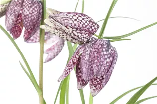 Gewöhnliche Schachblume - Fritillaria Meleagris Mischung Gewöhnliche Schachblume - Fritillaria Meleagris Mischung