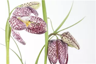 Gewöhnliche Schachblume - Fritillaria Meleagris Mischung Gewöhnliche Schachblume - Fritillaria Meleagris Mischung
