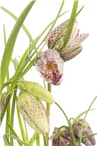 Gewöhnliche Schachblume - Fritillaria Meleagris Mischung Gewöhnliche Schachblume - Fritillaria Meleagris Mischung