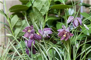 Gewöhnliche Schachblume - Fritillaria Meleagris Mischung Gewöhnliche Schachblume - Fritillaria Meleagris Mischung
