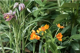 Gewöhnliche Schachblume - Fritillaria Meleagris Mischung Gewöhnliche Schachblume - Fritillaria Meleagris Mischung