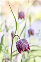 Gewöhnliche Schachblume - Fritillaria Meleagris Mischung Gewöhnliche Schachblume - Fritillaria Meleagris Mischung