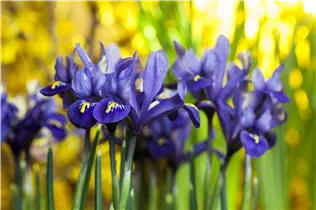 Zwerg-Iris 'Harmony' - Iris reticulata Harmony Zwerg-Iris 'Harmony' - Iris reticulata Harmony