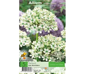 - Allium Multibulbosum/Nigrum  - Allium Multibulbosum/Nigrum