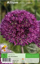  - Allium Purple Sensation