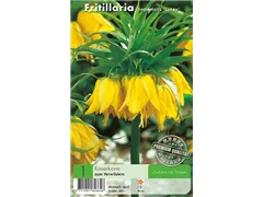  - Fritillaria Lutea