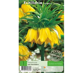 - Fritillaria Lutea  - Fritillaria Lutea