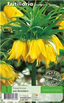  - Fritillaria Lutea