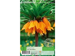  - Fritillaria Orange Beauty