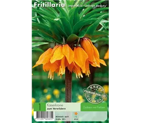 - Fritillaria Orange Beauty  - Fritillaria Orange Beauty