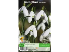 Woronow-Schneeglöckchen - Galanthus Woronowii
