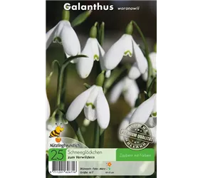 Woronow-Schneeglöckchen - Galanthus Woronowii Woronow-Schneeglöckchen - Galanthus Woronowii