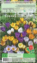  - Krokus Botanica mix