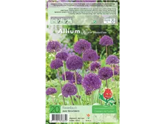  - Allium Purple Sensation