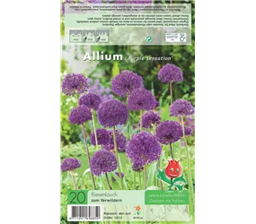 - Allium Purple Sensation  - Allium Purple Sensation