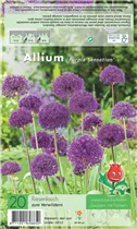  - Allium Purple Sensation