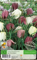 Gewöhnliche Schachblume - Fritillaria Meleagris Mischung Gewöhnliche Schachblume - Fritillaria Meleagris Mischung