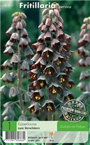 Persische Schachblume - Fritillaria Persica Persische Schachblume - Fritillaria Persica