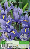 Zwerg-Iris 'Harmony' - Iris reticulata Harmony Zwerg-Iris 'Harmony' - Iris reticulata Harmony