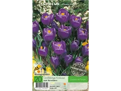  - Krokusse Flower Record