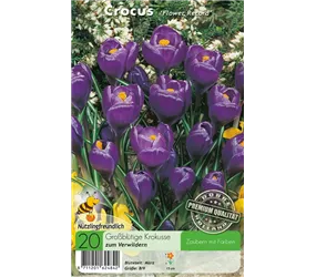 - Krokusse Flower Record  - Krokusse Flower Record