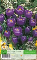  - Krokusse Flower Record